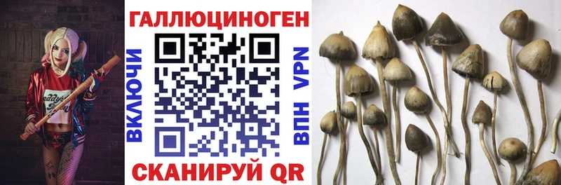 закладки  Гусев  Псилоцибиновые грибы Magic Shrooms 
